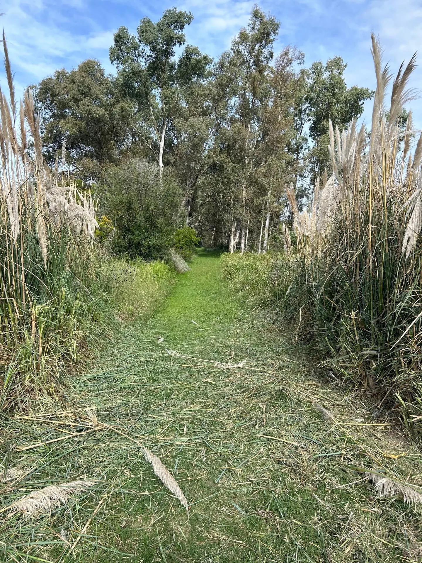 Sendero de pasto recién cortado entre cortaderas altas